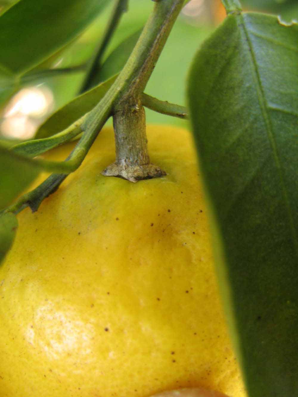            Fruit (Winter Haven, FL)   